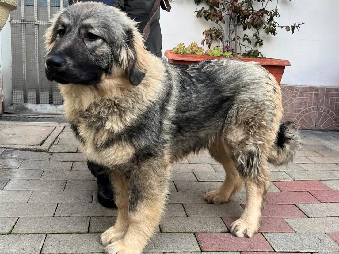 Adozione cane, femmina, Pastore della Russia meridionale Razza sconosciuta, 6 mesi, taglia media, Milano