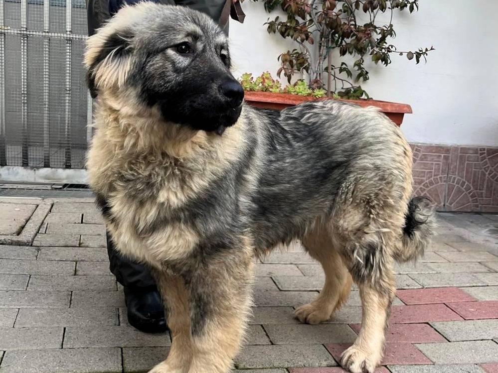 Adotta un cane, taglia media, femmina, Milano