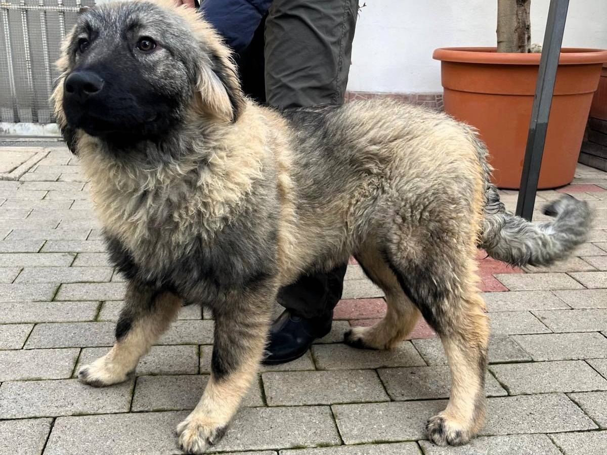 Vuoi adottare un cane a Milano?