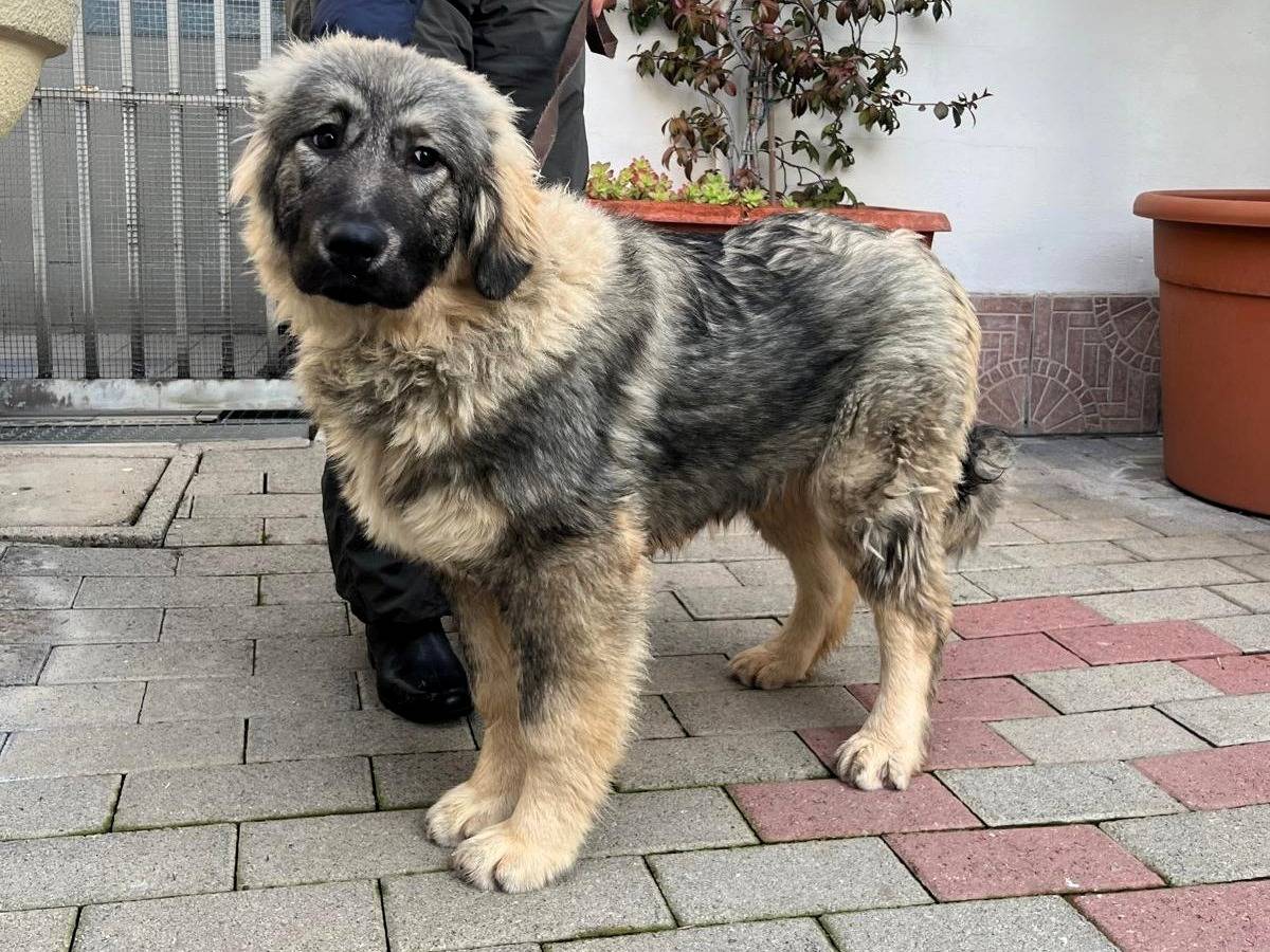 Adotta il cane vienna a Milano