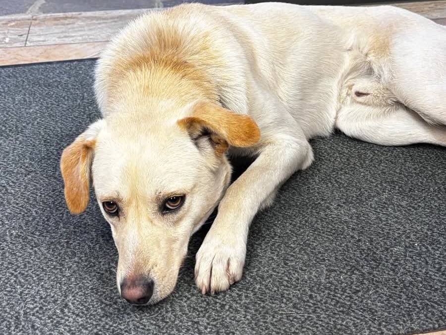 Adotta un cane, maschio, 1 anno e 1 mese, Padova