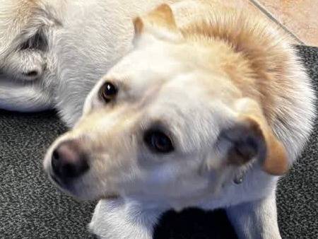 Vuoi adottare un cane a Padova?