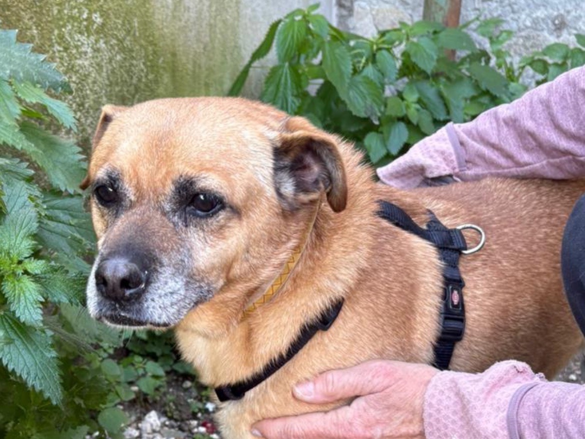 Adotta il cane DIEGO a Caserta