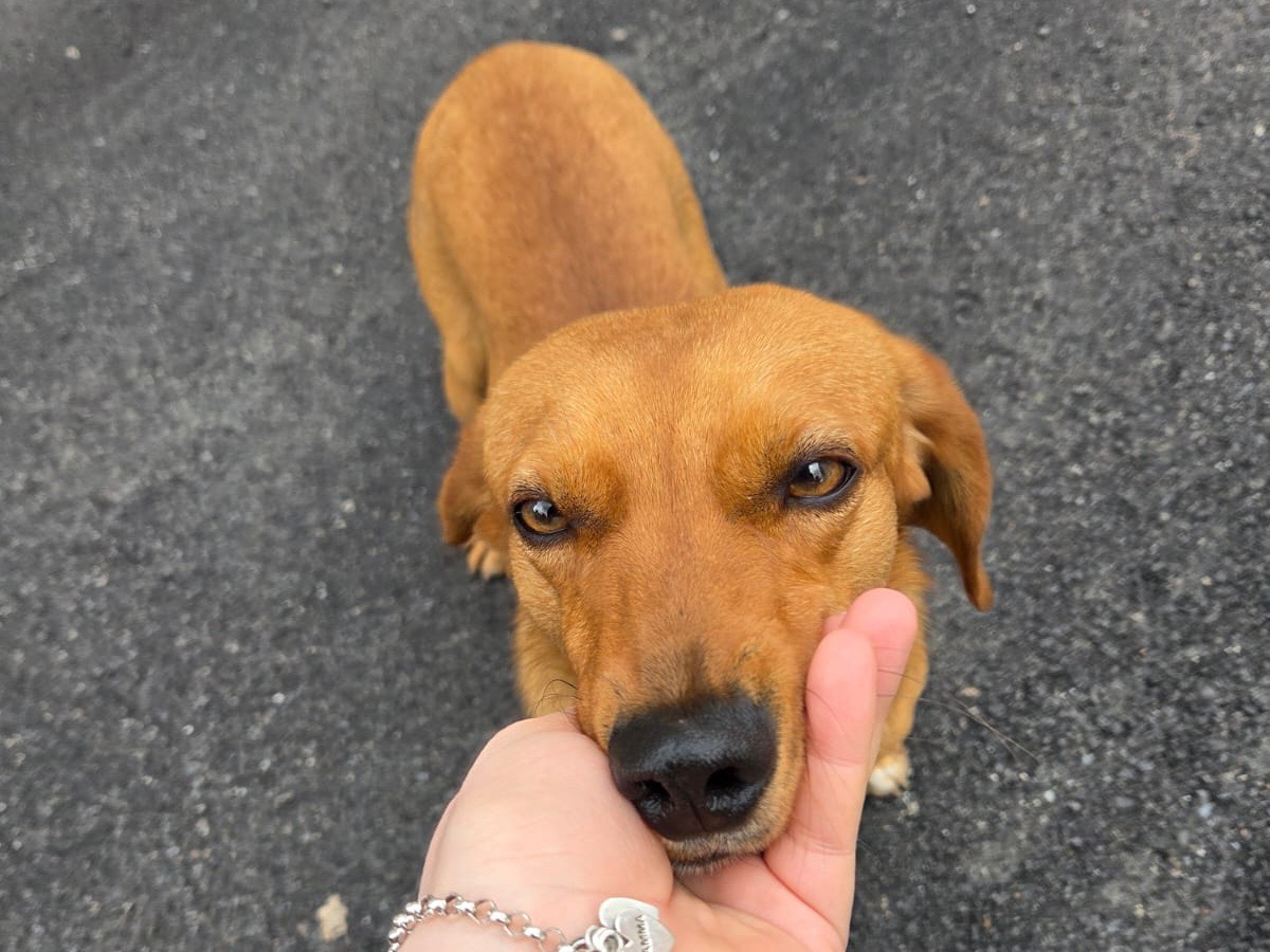 Adotta un cane, maschio, 1 anno e 5 mesi, Venezia