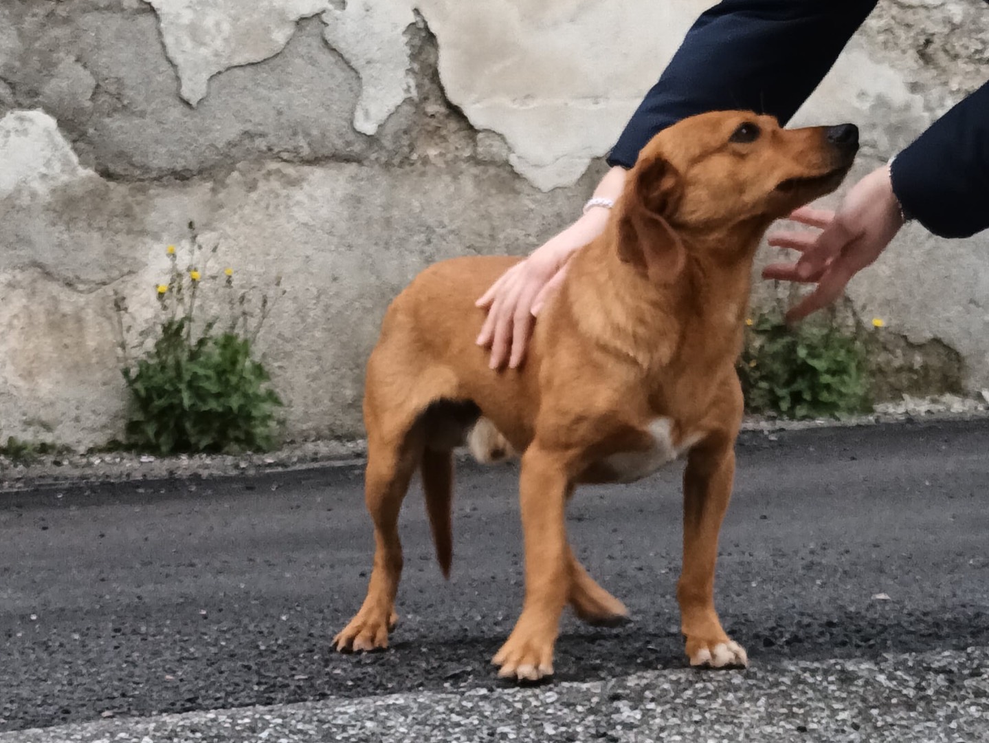 Adotta un cane, taglia piccola, maschio, Venezia