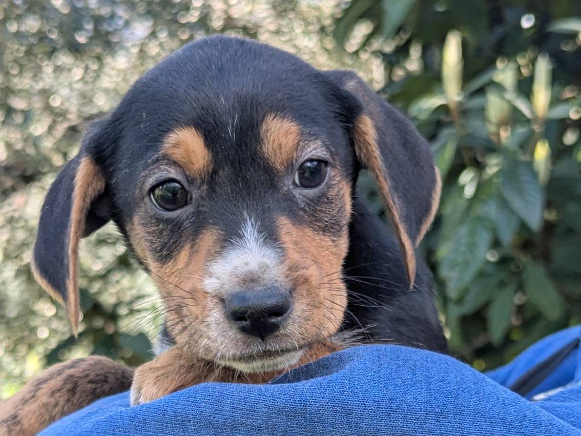 Vuoi adottare un cane a Frosinone?