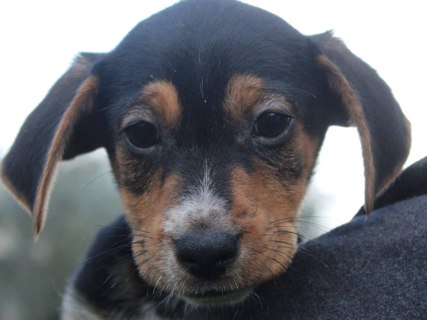 Adotta il cane Albert a Frosinone