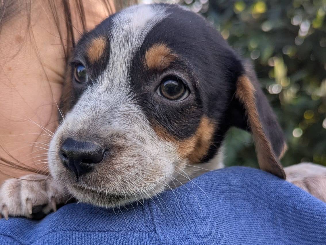 Vuoi adottare un cane a Frosinone?