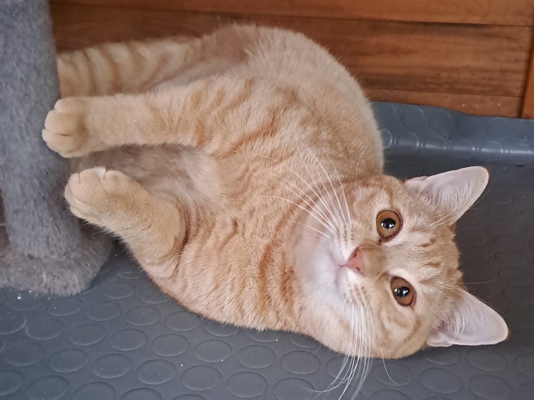 Vuoi adottare un gatto a Latina?