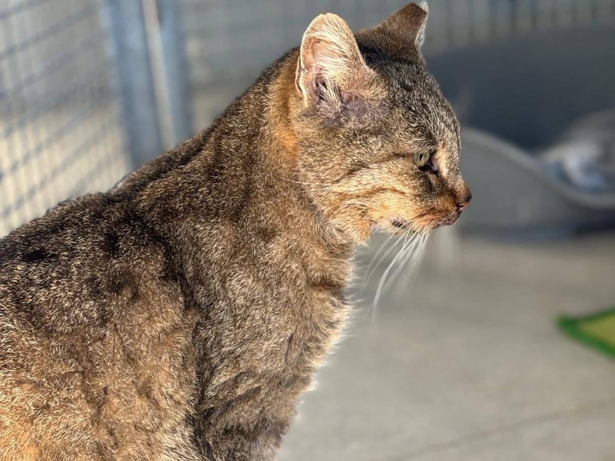 Adotta il gatto Brigida a Pisa