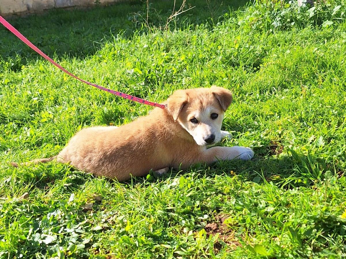 Adotta il cane Heidi a Bari