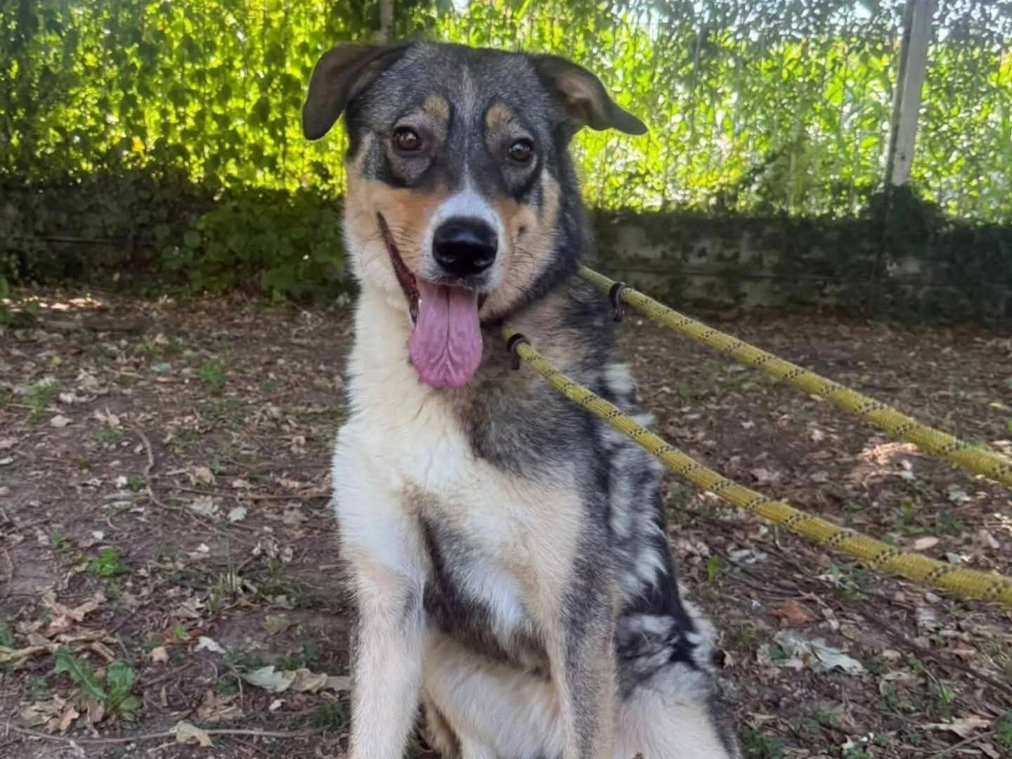 Adotta un cane, femmina, 2 anni e 4 mesi, Torino