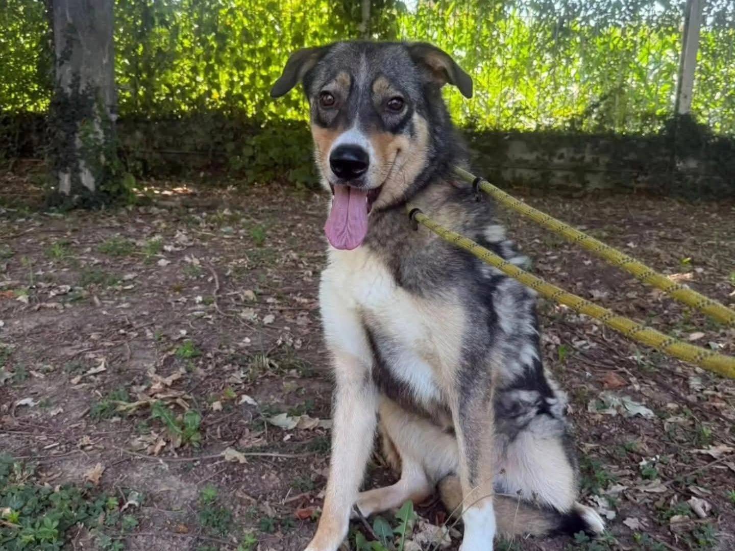 Adotta un cane, taglia grande, femmina, Torino