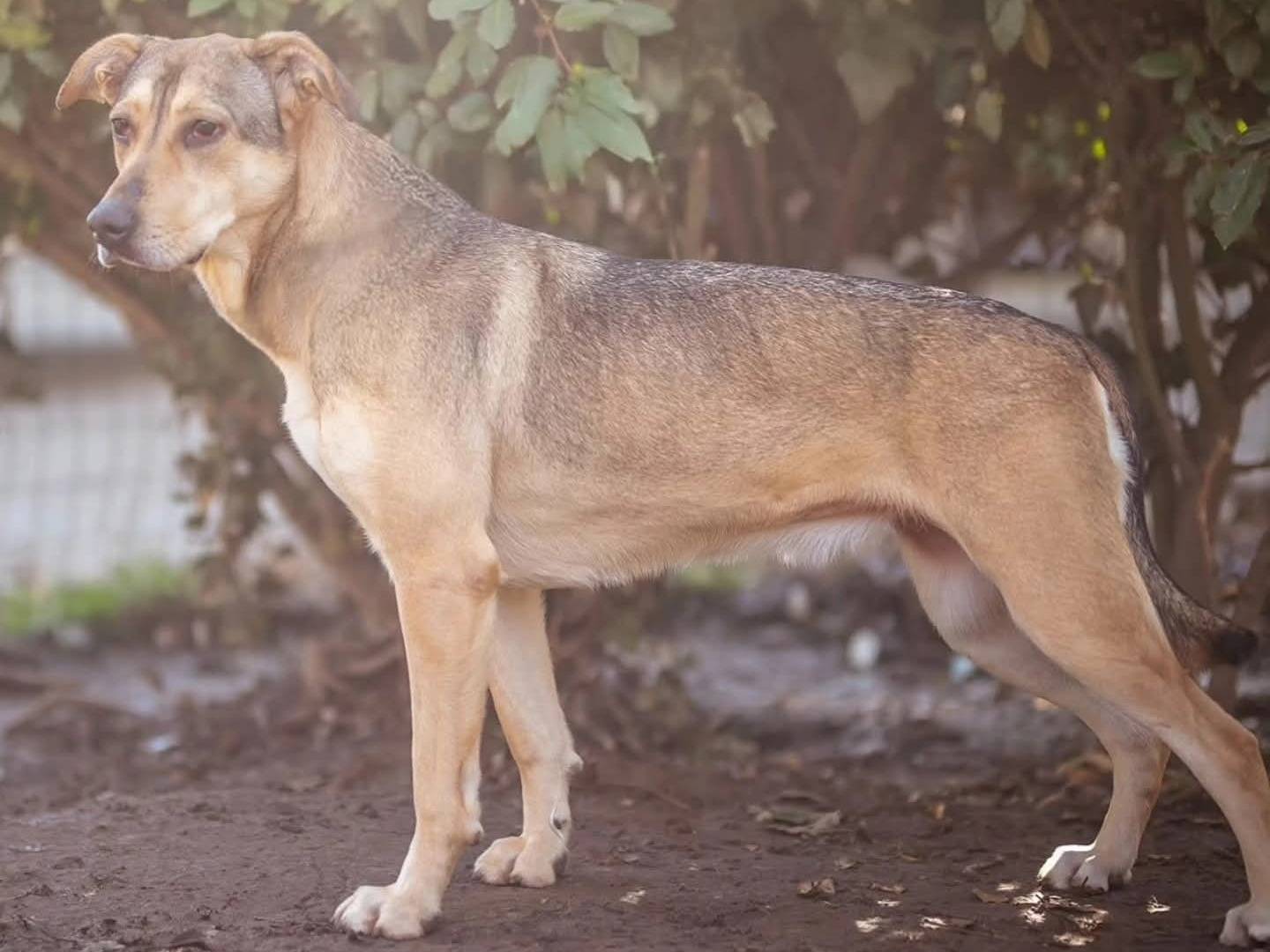 Vuoi adottare un cane a Torino?