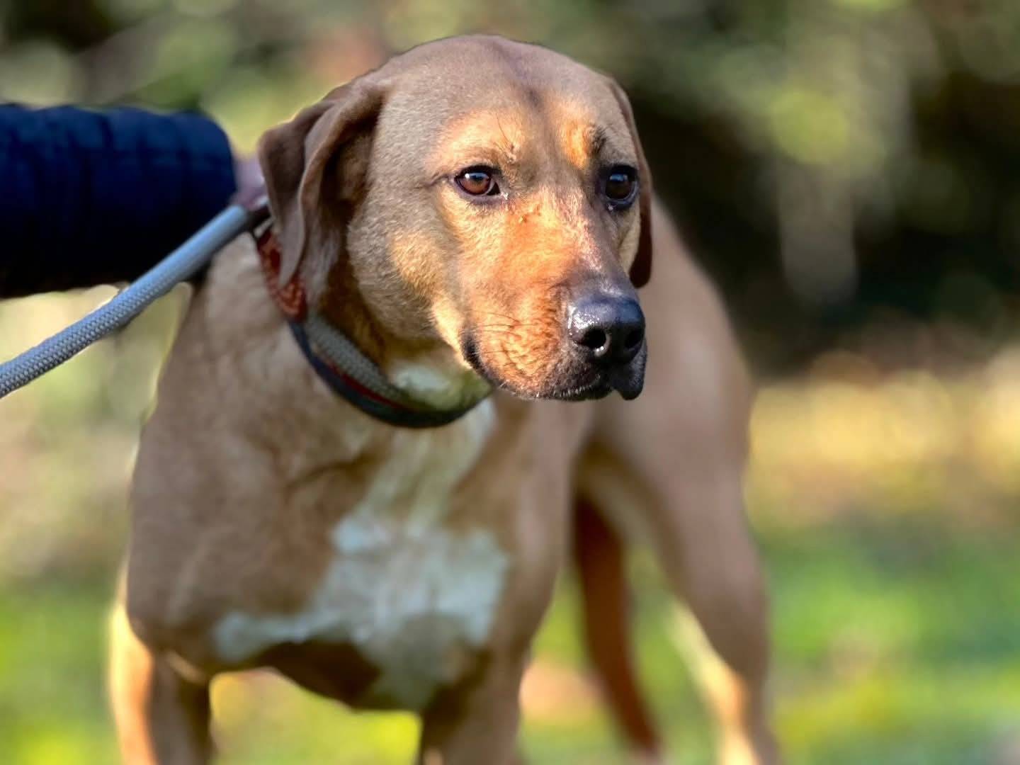Adotta un cane, femmina, 3 anni e 5 mesi, Torino