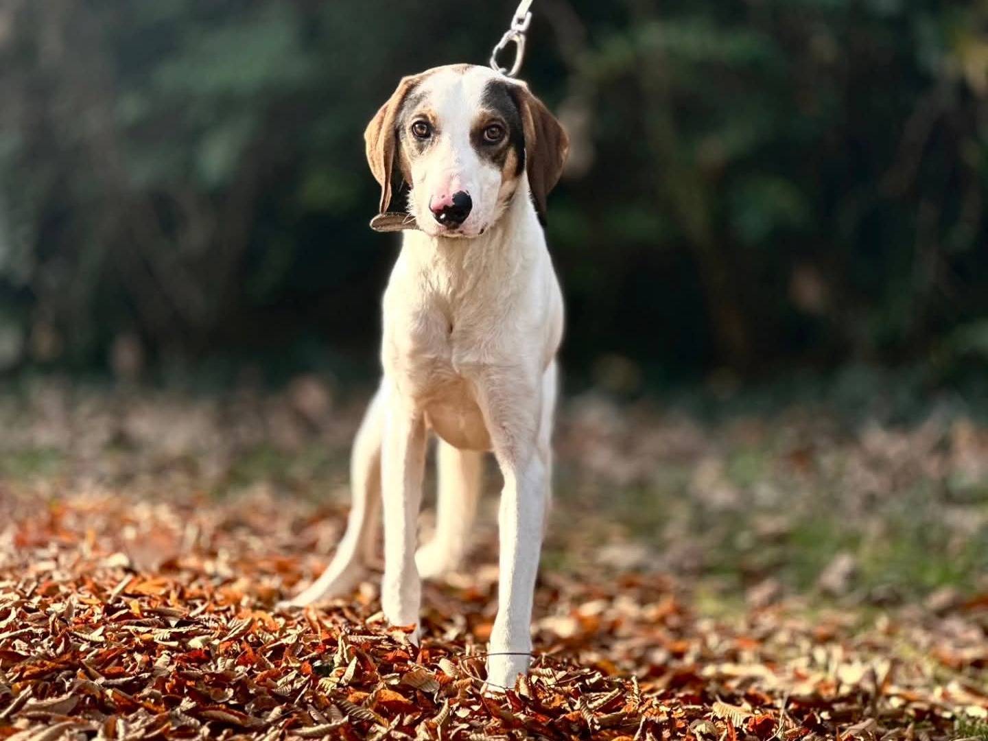 Vuoi adottare un cane a Torino?
