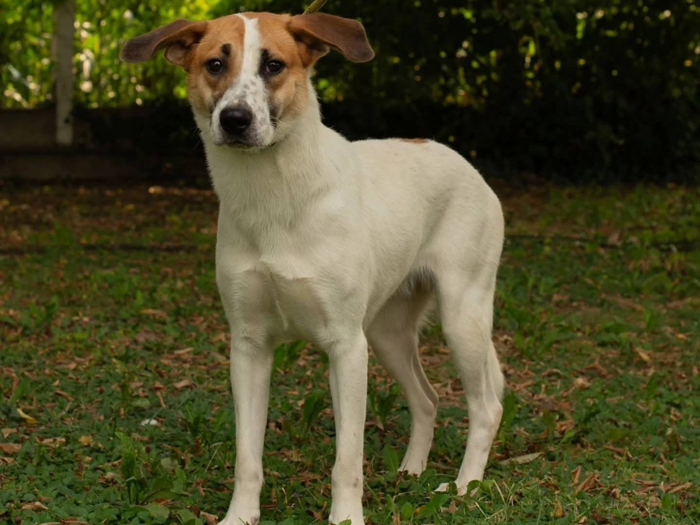 Adotta il cane Niky a Torino