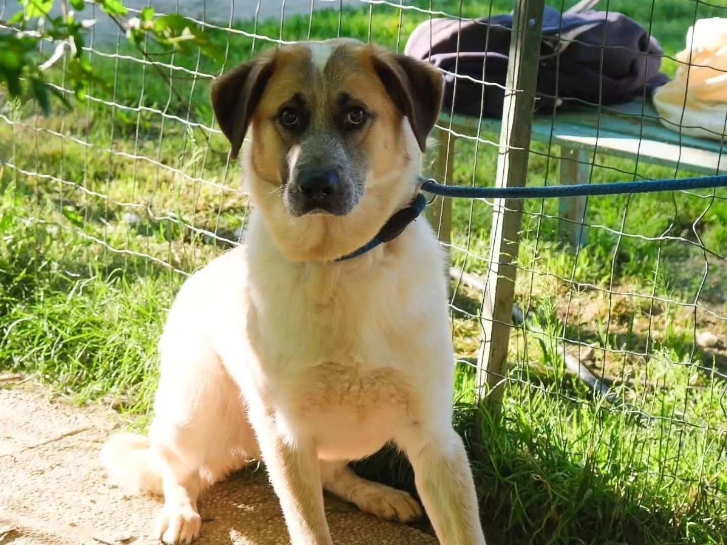 Vuoi adottare un cane a Torino?