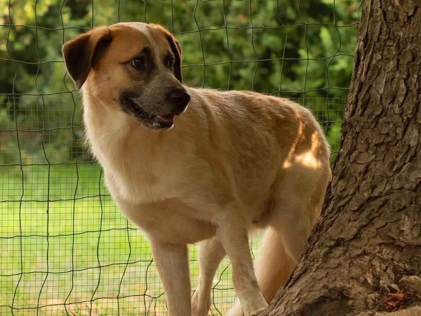 Adotta il cane Tonio a Torino