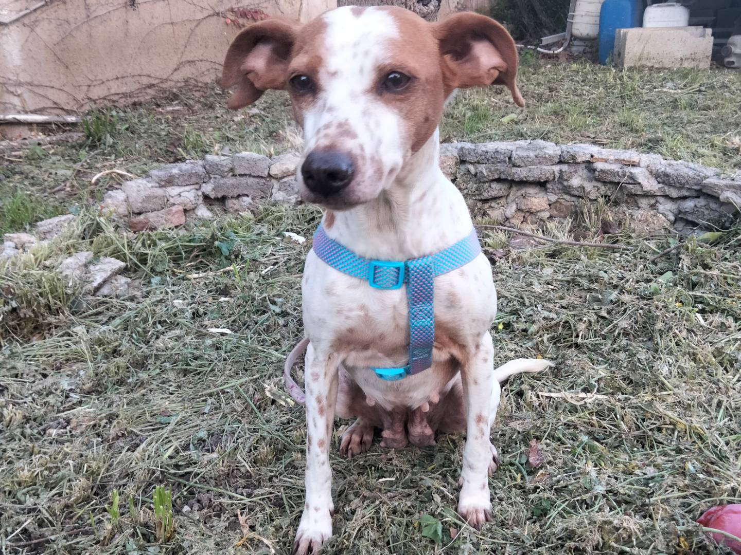 Adotta un cane, femmina, 4 anni, Siracusa