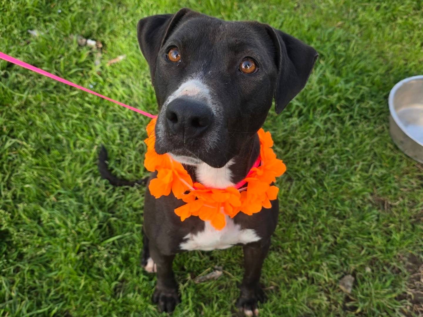 Adozione cane, femmina, Razza sconosciuta Razza sconosciuta, 2 anni e 8 mesi, taglia media, Caserta