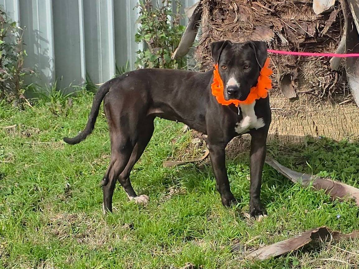 Adotta un cane, femmina, 2 anni e 8 mesi, Caserta