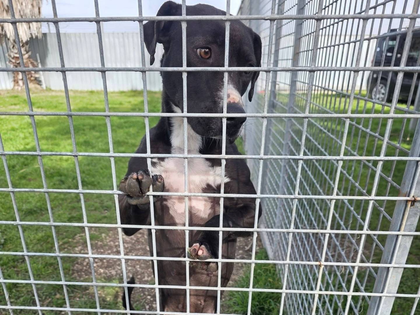 Adotta un cane, taglia media, femmina, Caserta