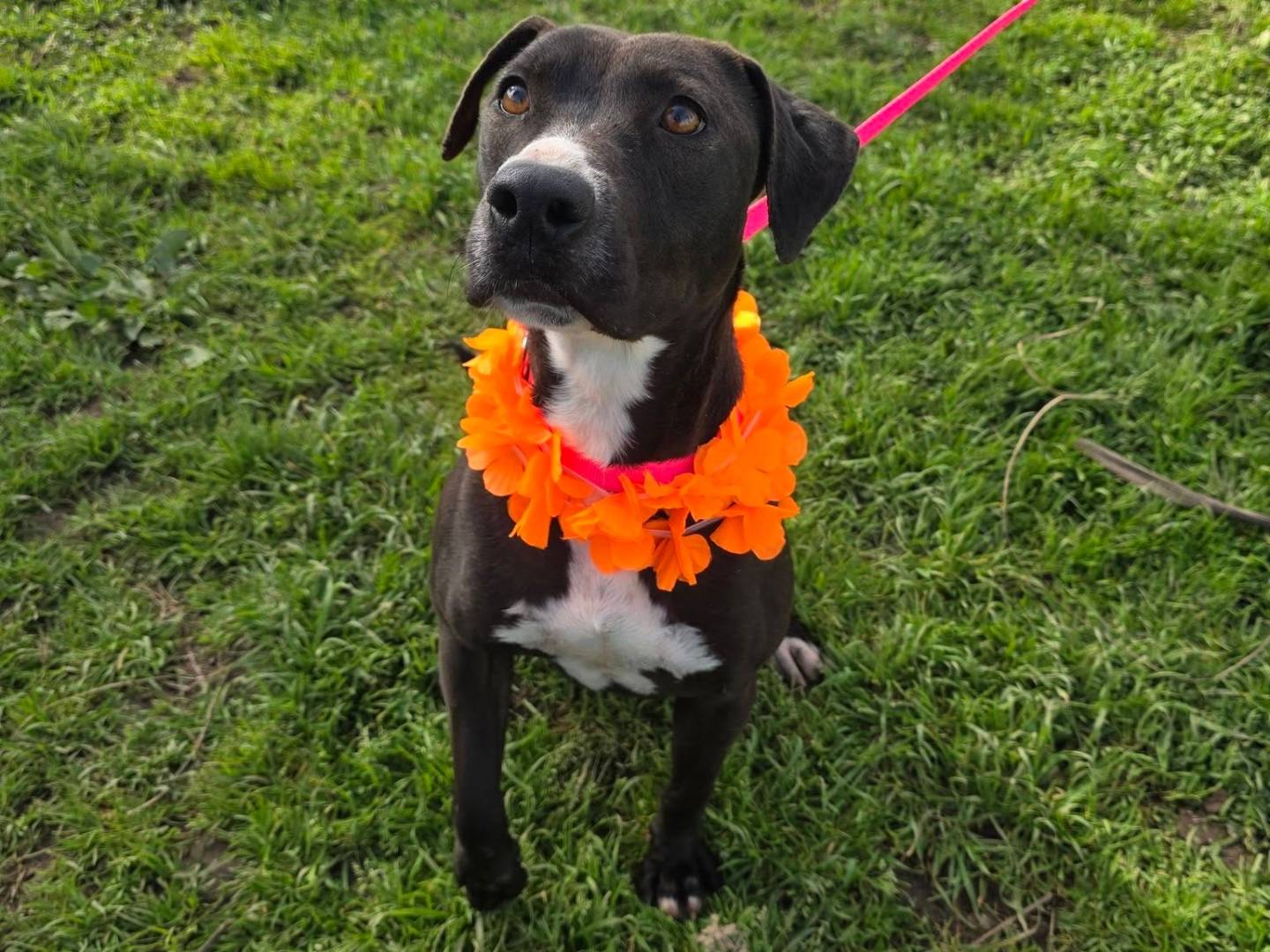 Adotta il cane Silhouette a Caserta