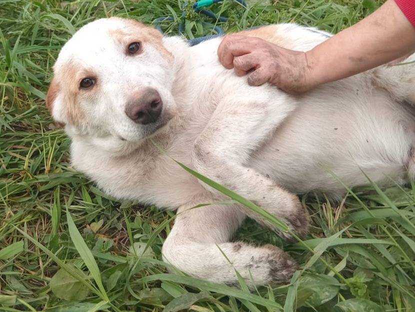 Adozione cane, maschio, Razza sconosciuta Razza sconosciuta, 5 mesi, taglia media, Varese