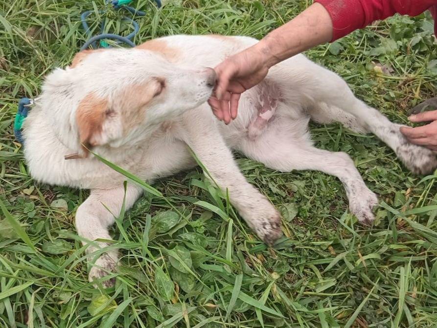 Adotta un cane, maschio, 5 mesi, Varese
