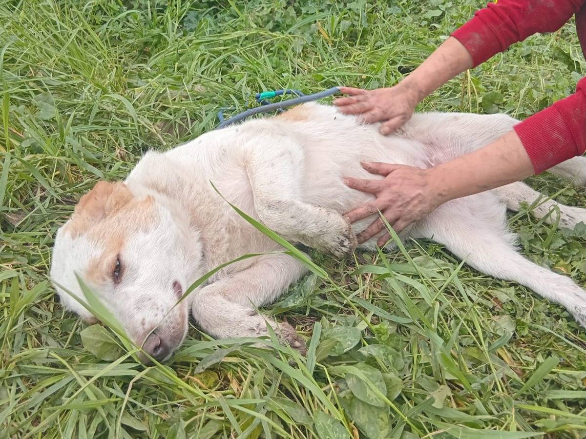 Adotta un cane, taglia media, maschio, Varese