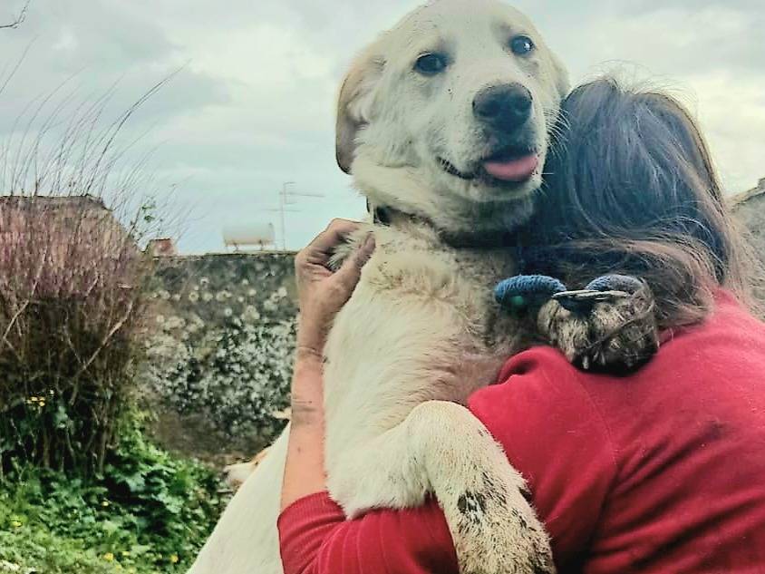 Adozione cane, femmina, Razza sconosciuta Razza sconosciuta, 5 mesi, taglia media, Varese
