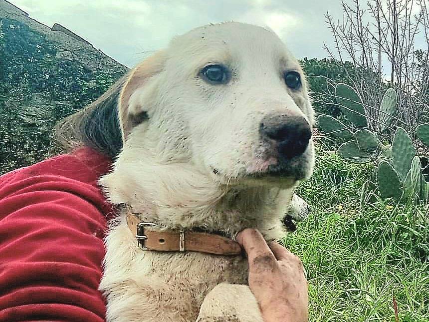 Adotta un cane, femmina, 5 mesi, Varese