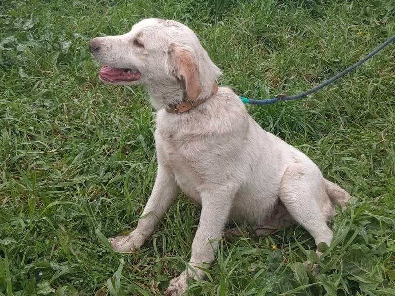 Adotta un cane, taglia media, femmina, Varese
