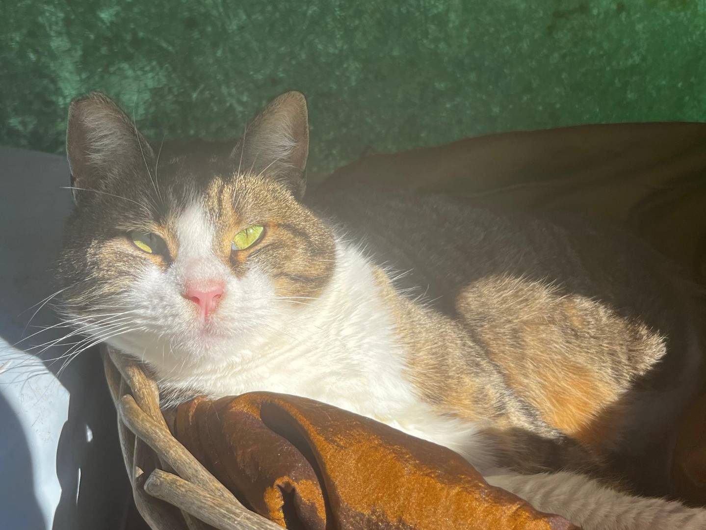 Adozione gatto, femmina, Razza sconosciuta Razza sconosciuta, 5 anni e 1 mese, taglia non valida, Roma