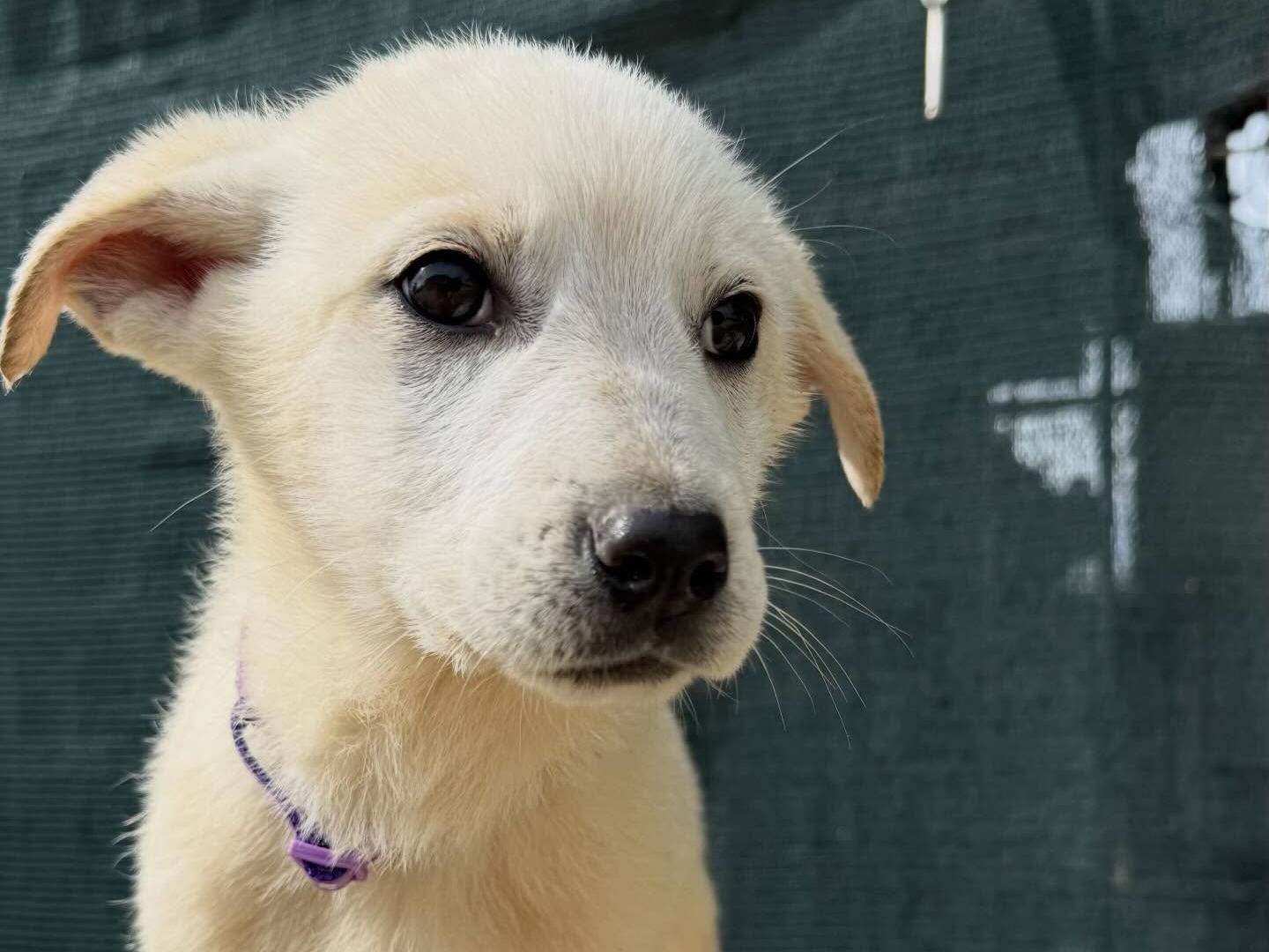 Adotta un cane, femmina, 3 mesi, Matera