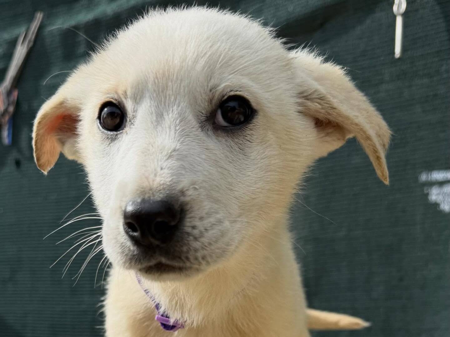 Adotta un cane, taglia media, femmina, Matera