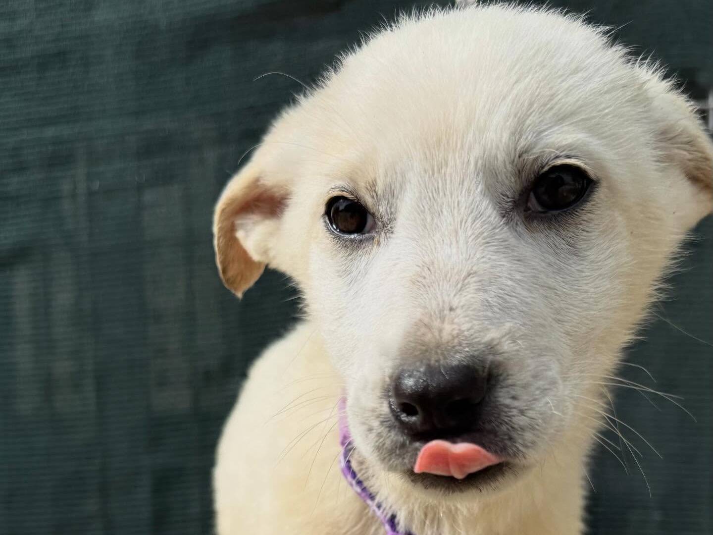 Vuoi adottare un cane a Matera?