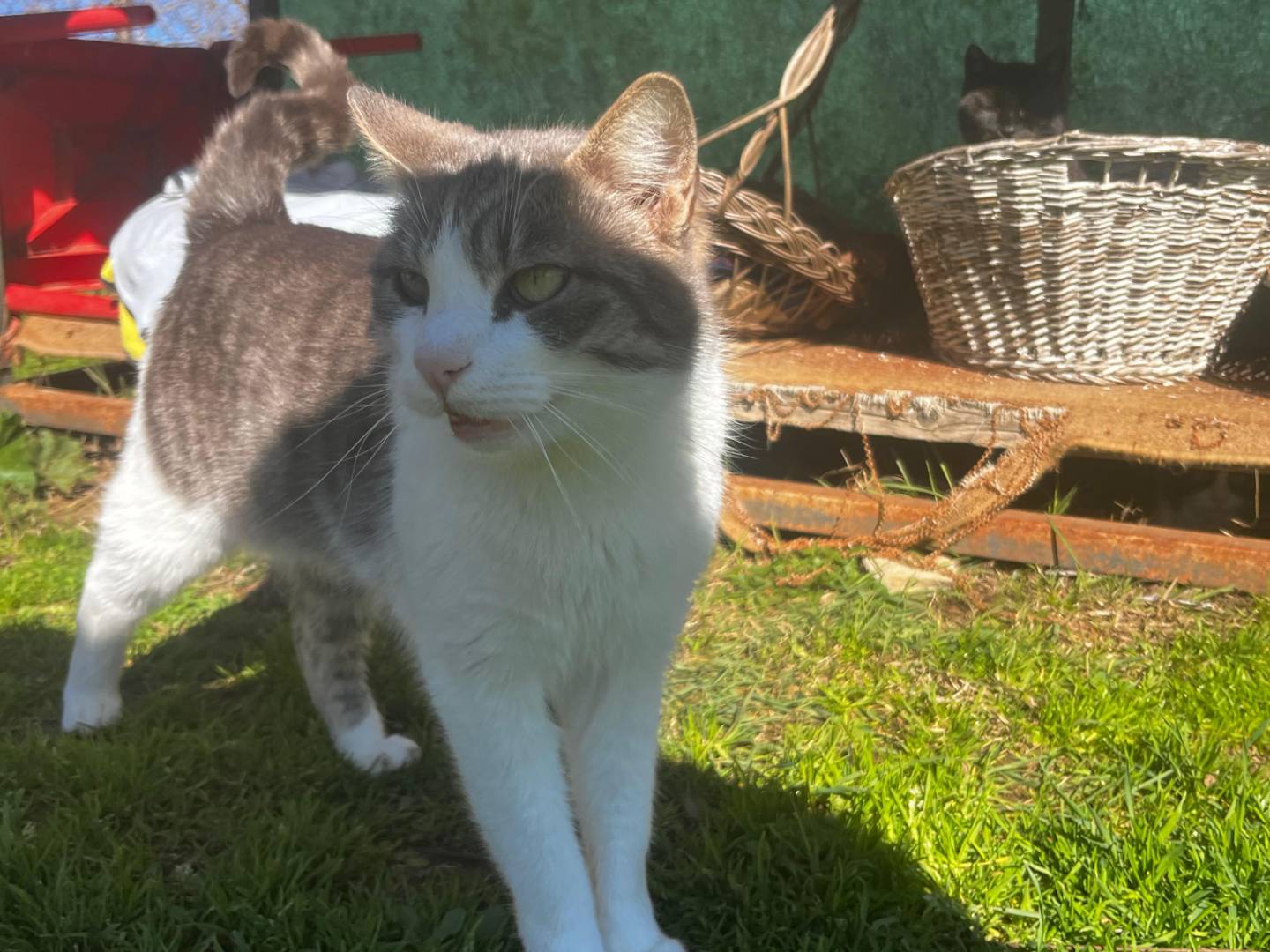 Adotta un gatto, maschio, 2 anni e 8 mesi, Roma