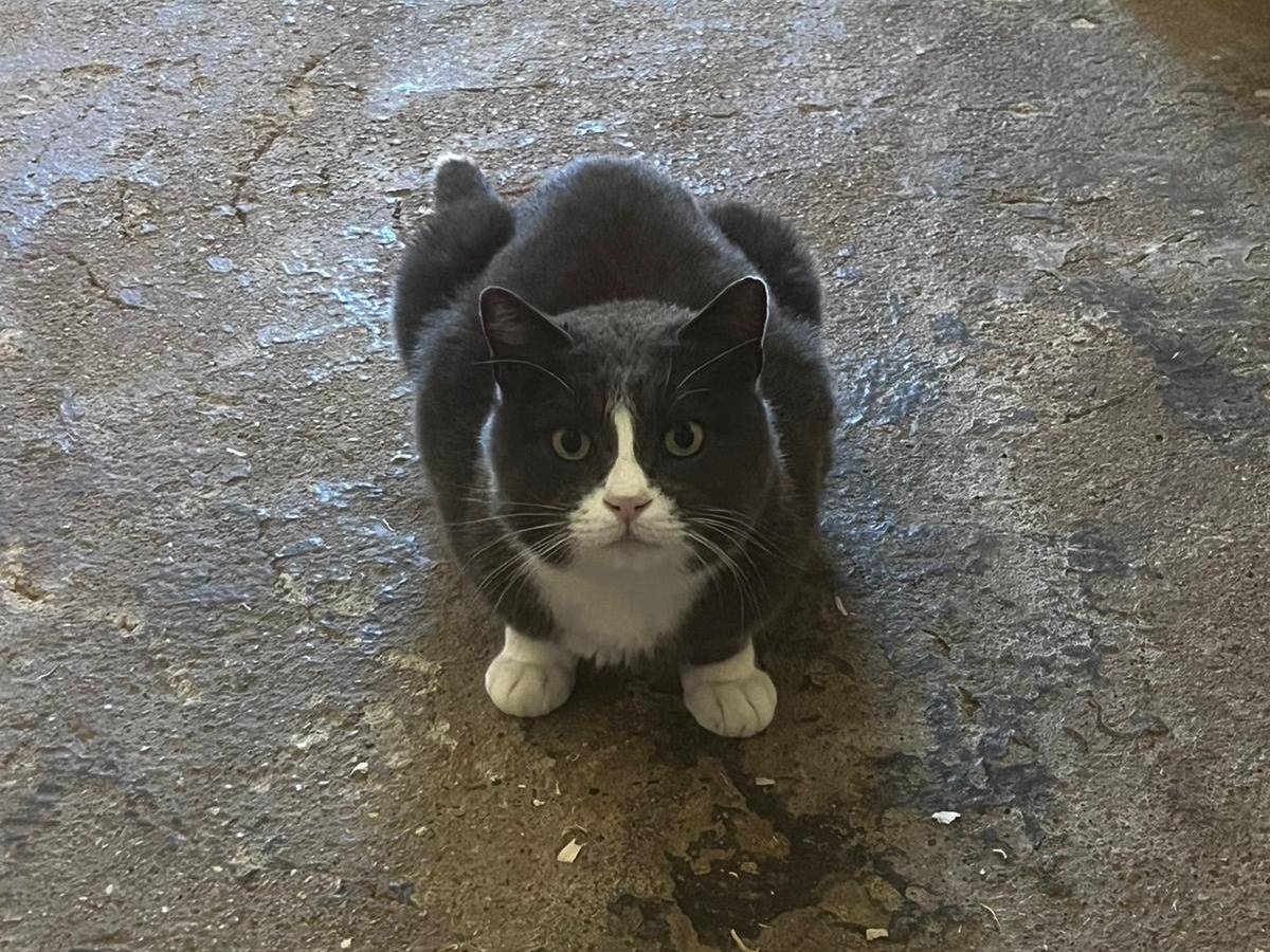 Adotta il gatto Magnum a Roma