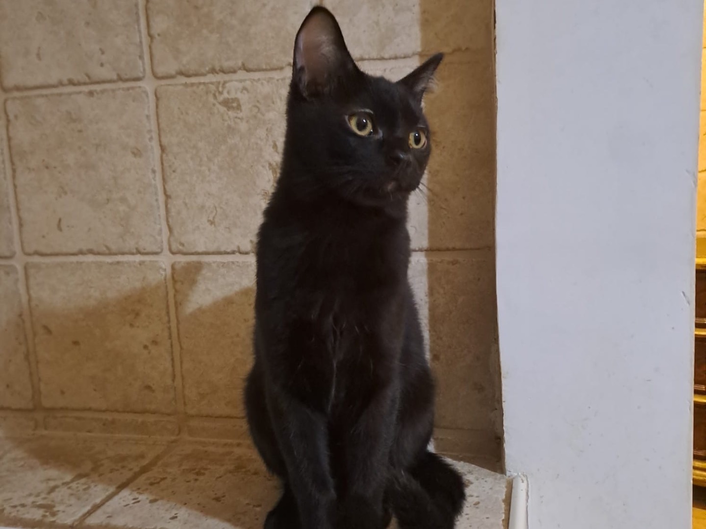 Adotta un gatto, taglia non valida, maschio, Latina