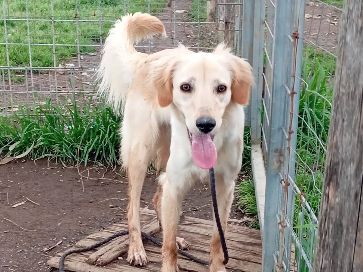 Adozione cane, femmina, Golden Retriever Razza sconosciuta, 1 anno e 1 mese, taglia media contenuta, Caserta