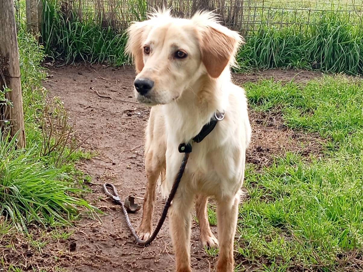 Adotta un cane, femmina, 1 anno e 1 mese, Caserta