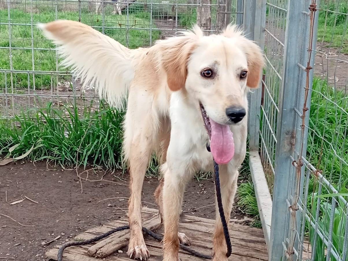Adotta un cane, taglia media contenuta, femmina, Caserta