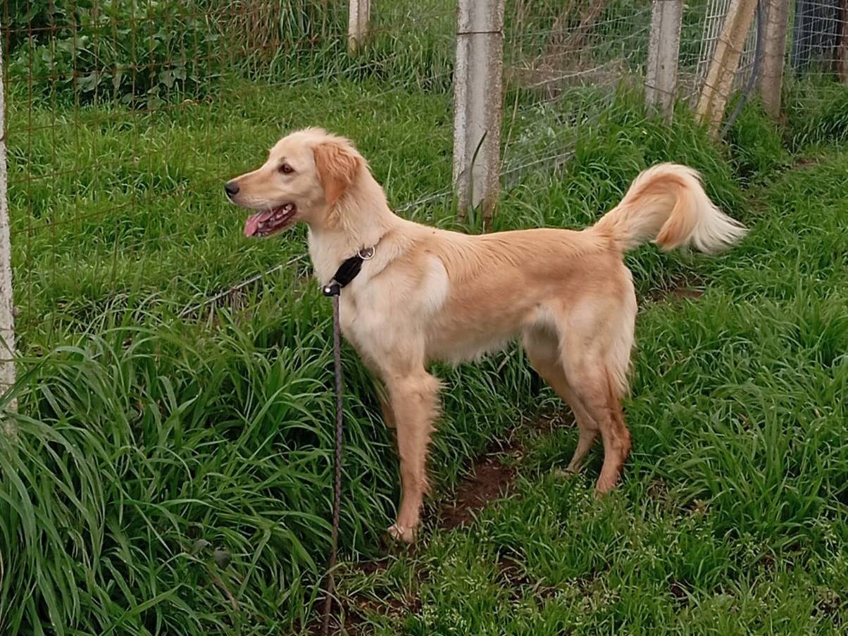 Vuoi adottare un cane a Caserta?