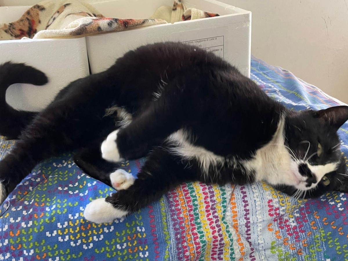 Adotta un gatto, taglia non valida, femmina, Padova