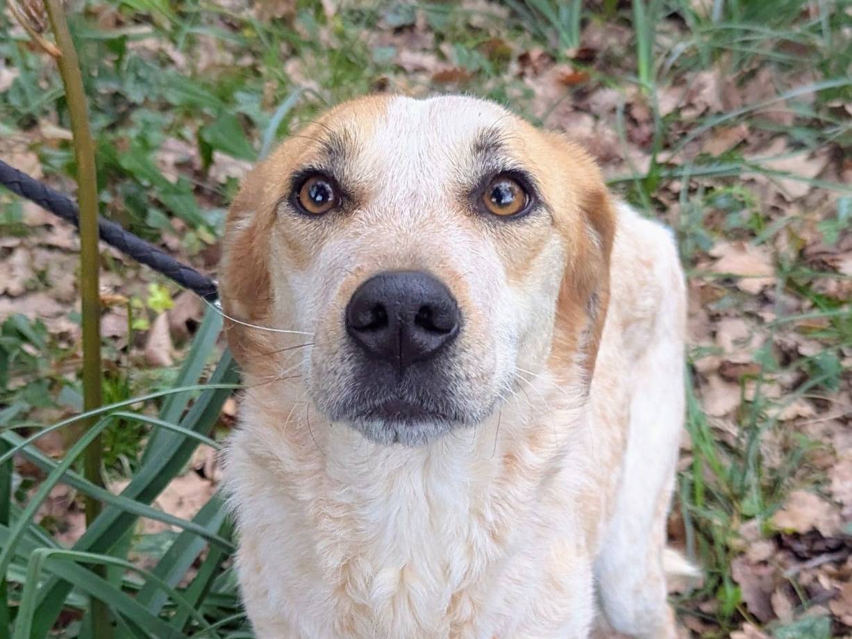 Adotta un cane, femmina, 1 anno e 8 mesi, Frosinone