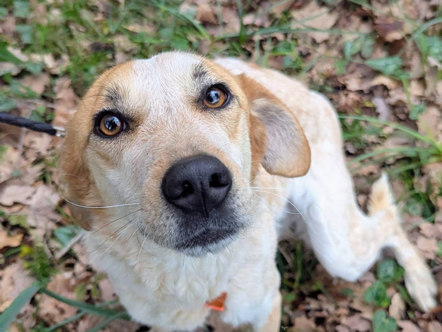 Adotta un cane, taglia media contenuta, femmina, Frosinone