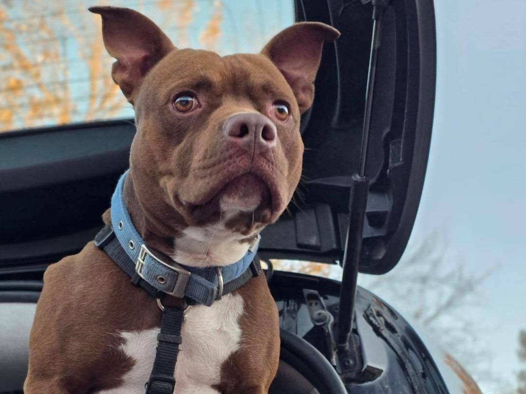 Vuoi adottare un cane a Bergamo?