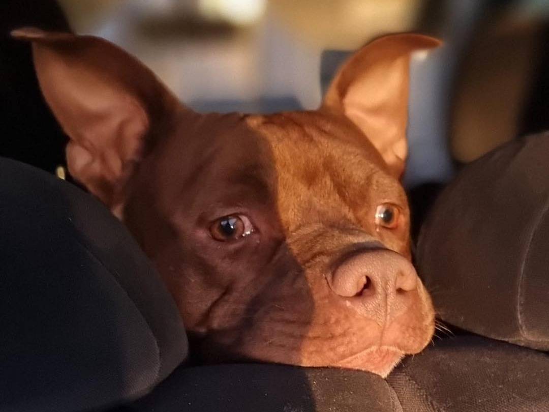 Adotta il cane Max a Bergamo